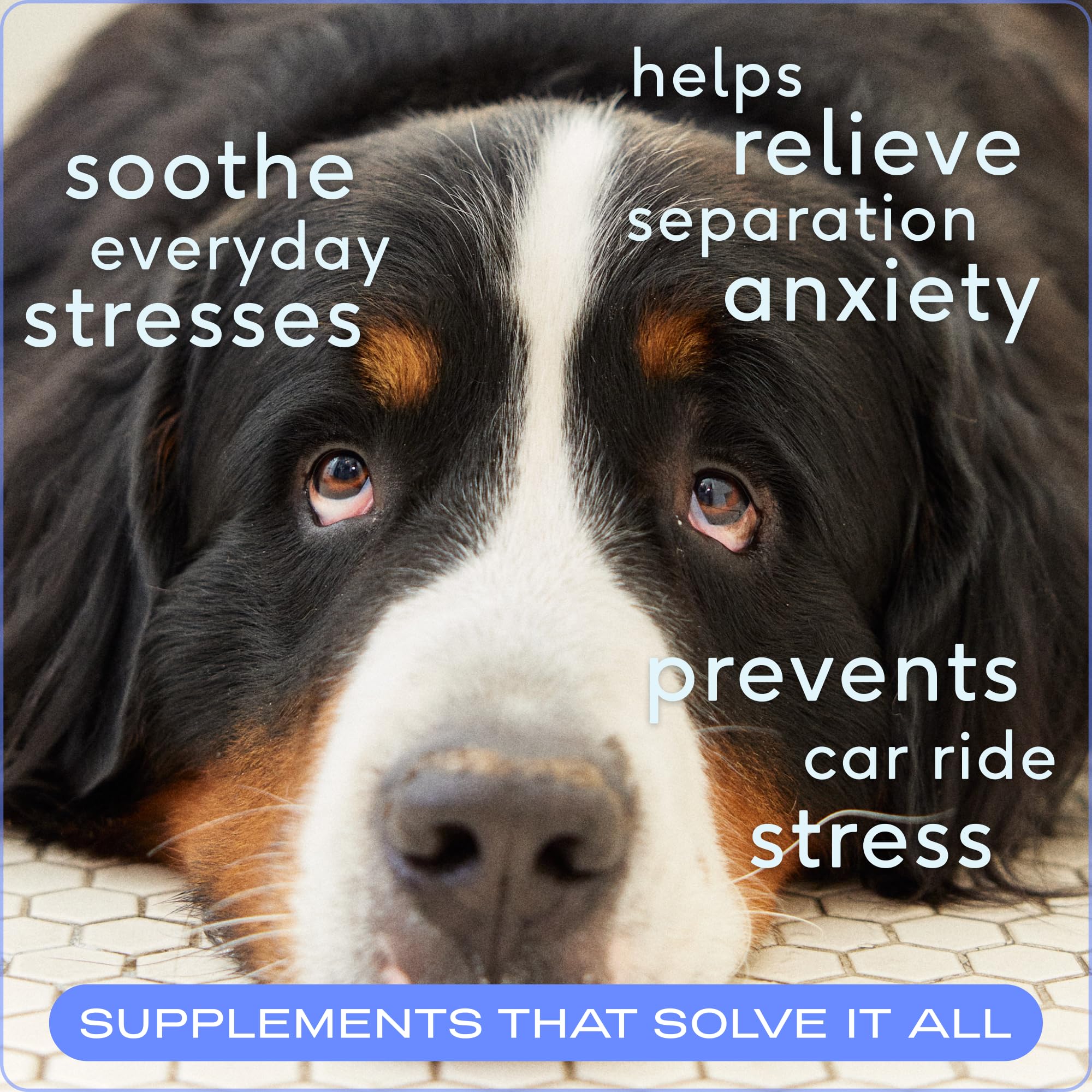 Native Pet Calm & Digestive Care Bundle: 60 Scoops GutWell Power Poop - Digestive Enzymes & Fiber for Dogs & 60 Calming Chews for Dogs - Melatonin to Help with Stress & Anxiety - Image 3